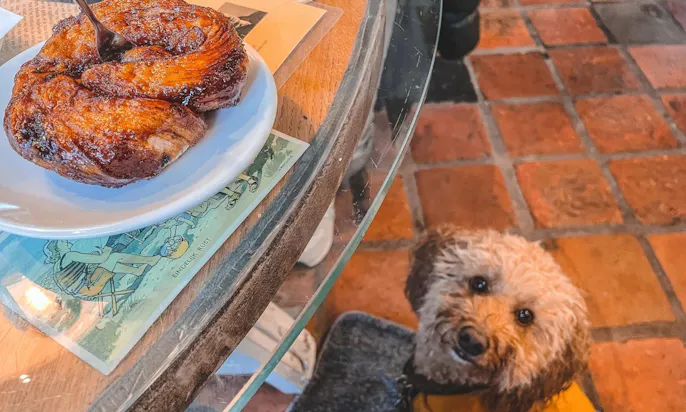 Do's in Zeeland mit Hund: Bolus probieren
