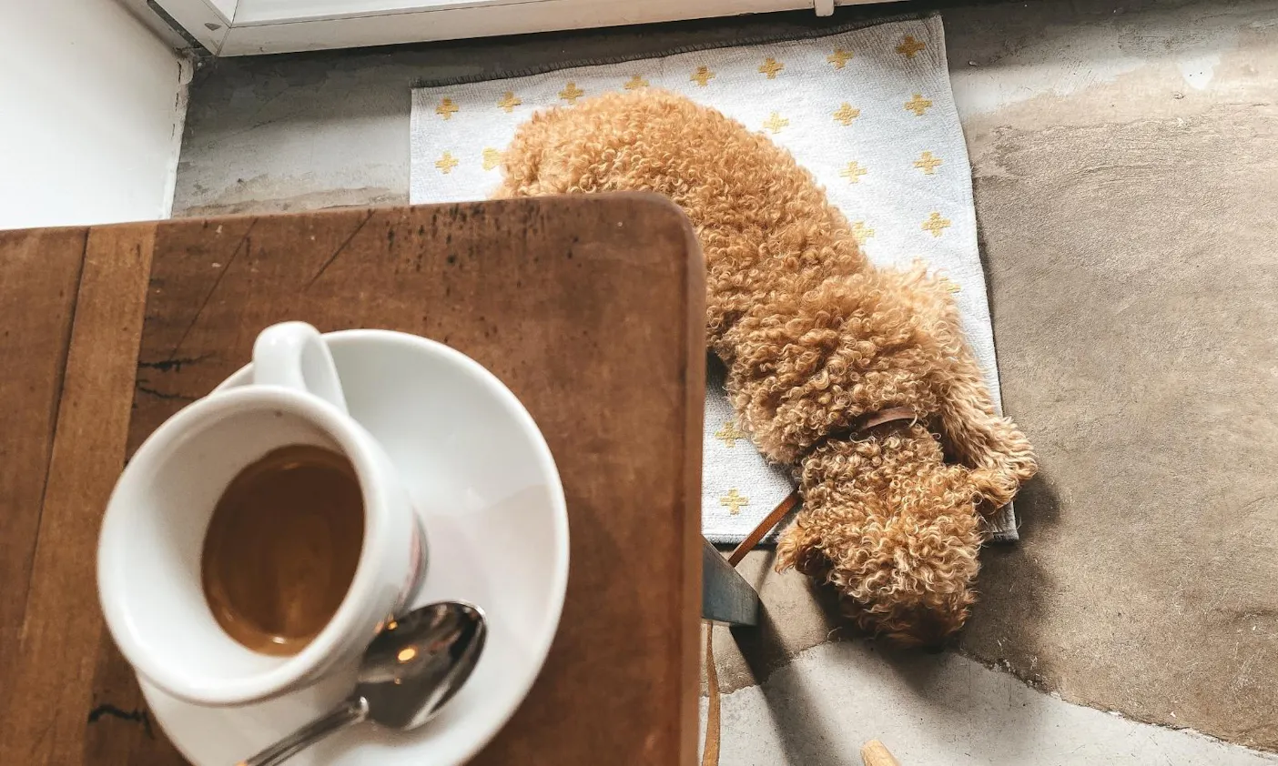 Pudel kommt auf Hundedecke von Dog's Deli zur Ruhe