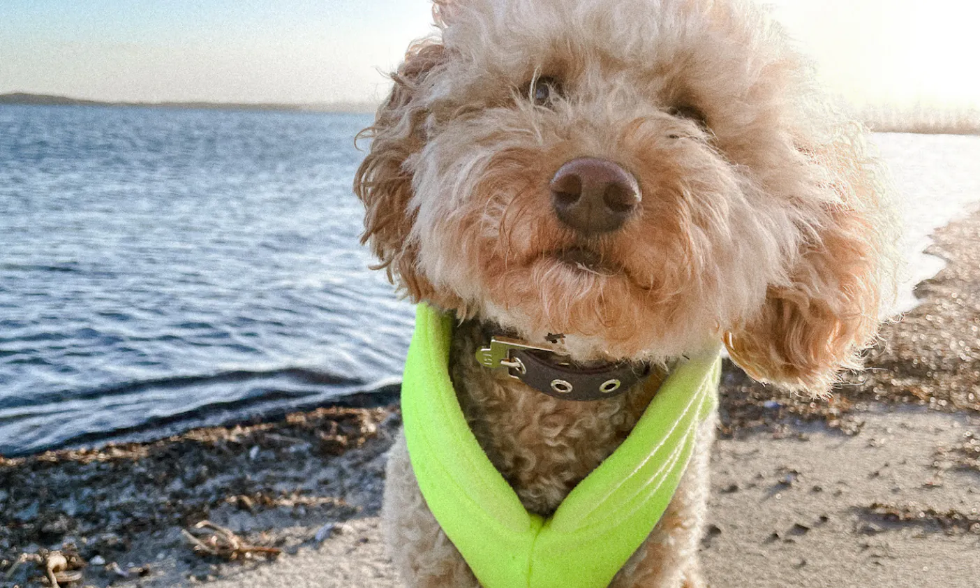 Mini Goldendoodle