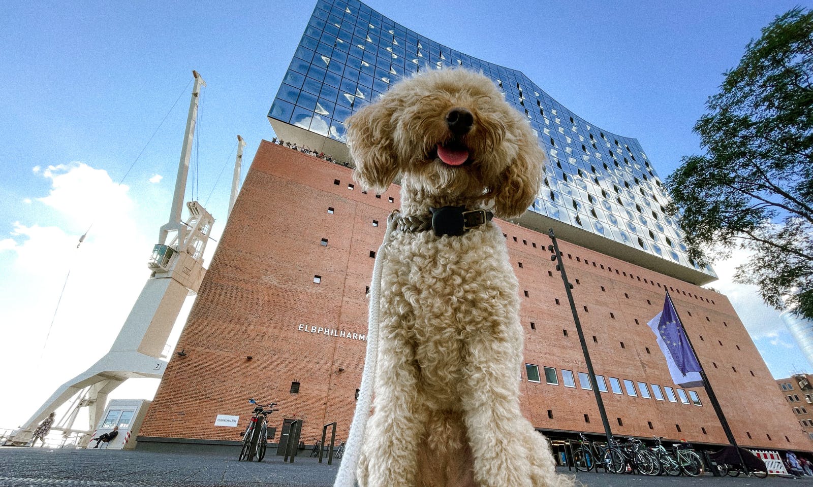 HafenCity mit der Elbphilharmonie mit Hund