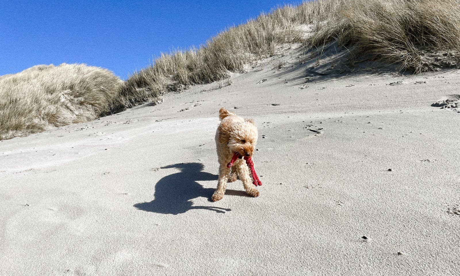 Blavand mit Hund am Strand