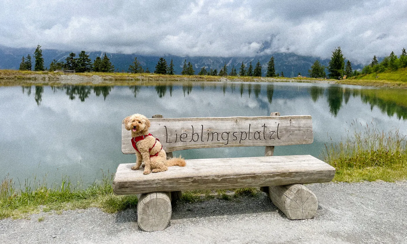 Hundefreundliche Aktivitäten am Wilden Kaiser