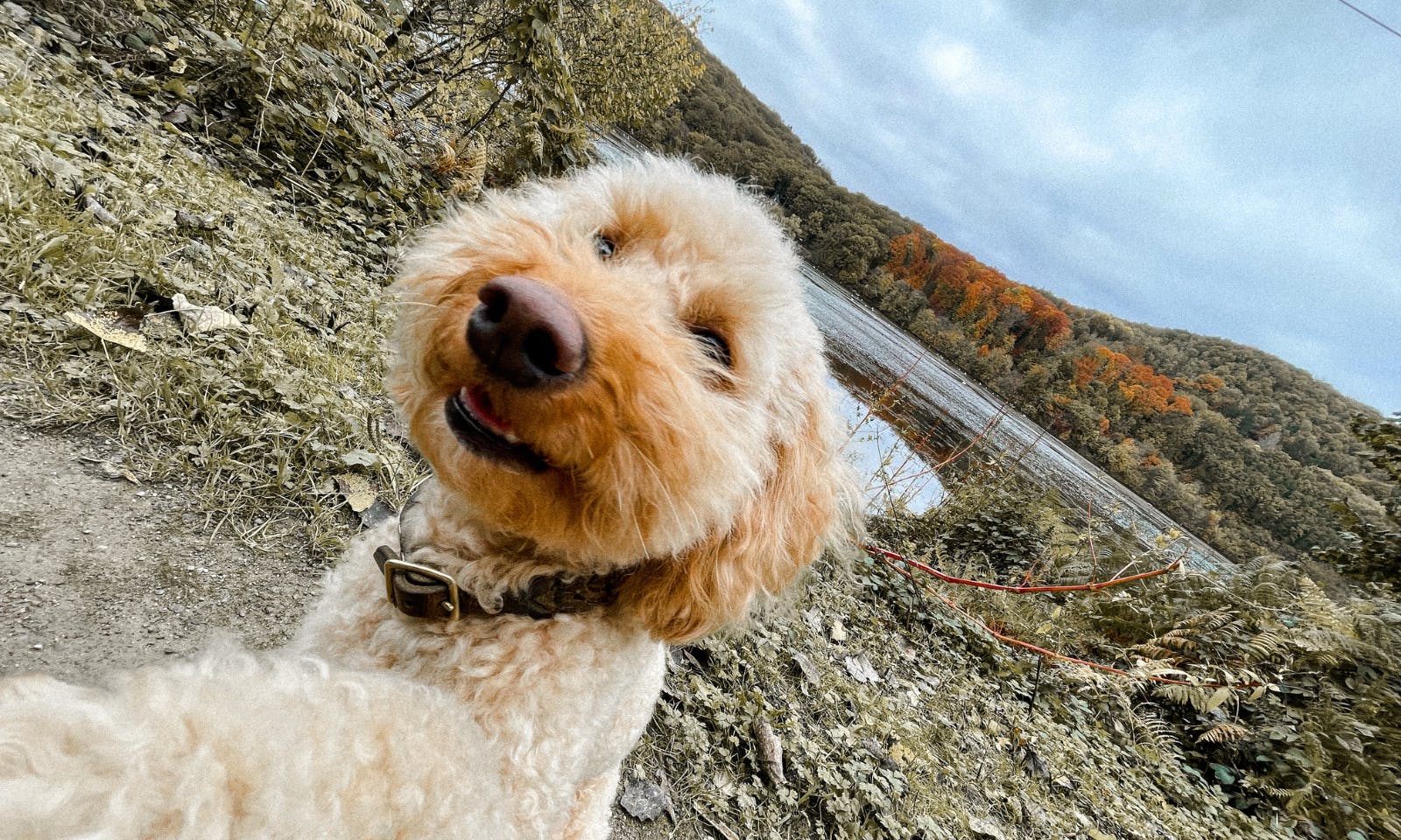 Goldendoodle Hündin Java am Hengsteysee im Herbst