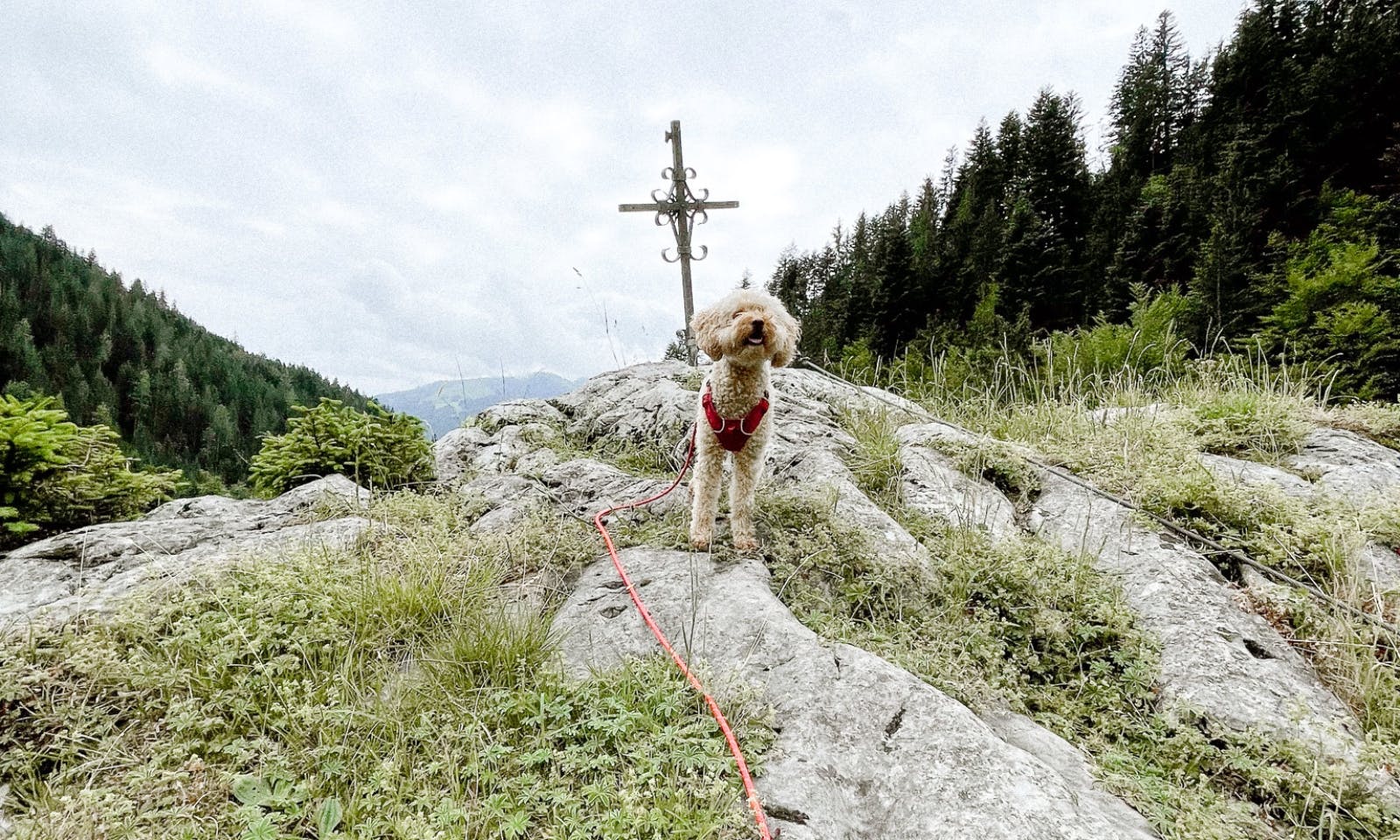 Mit Hund am Wilden Kaiser zur Kaiseralm in Tirol wandern