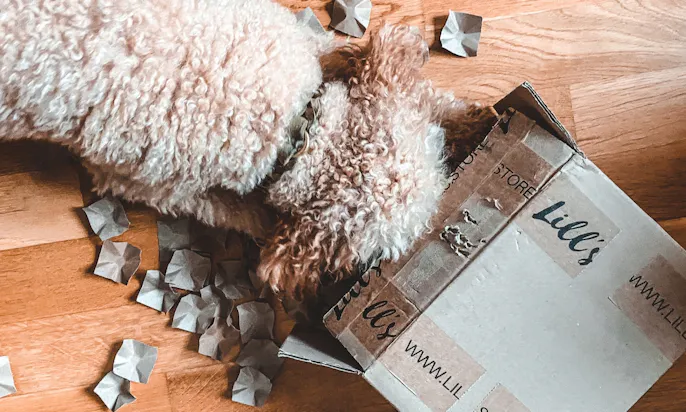 Hundebeschäftigung mit einem Alt-Karton