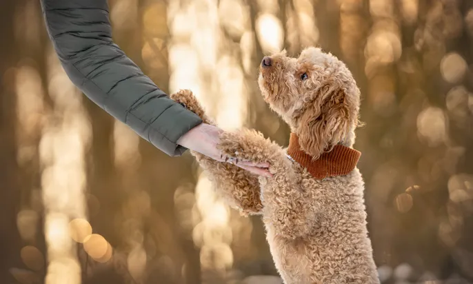 Goldendoodle macht Hundetricks