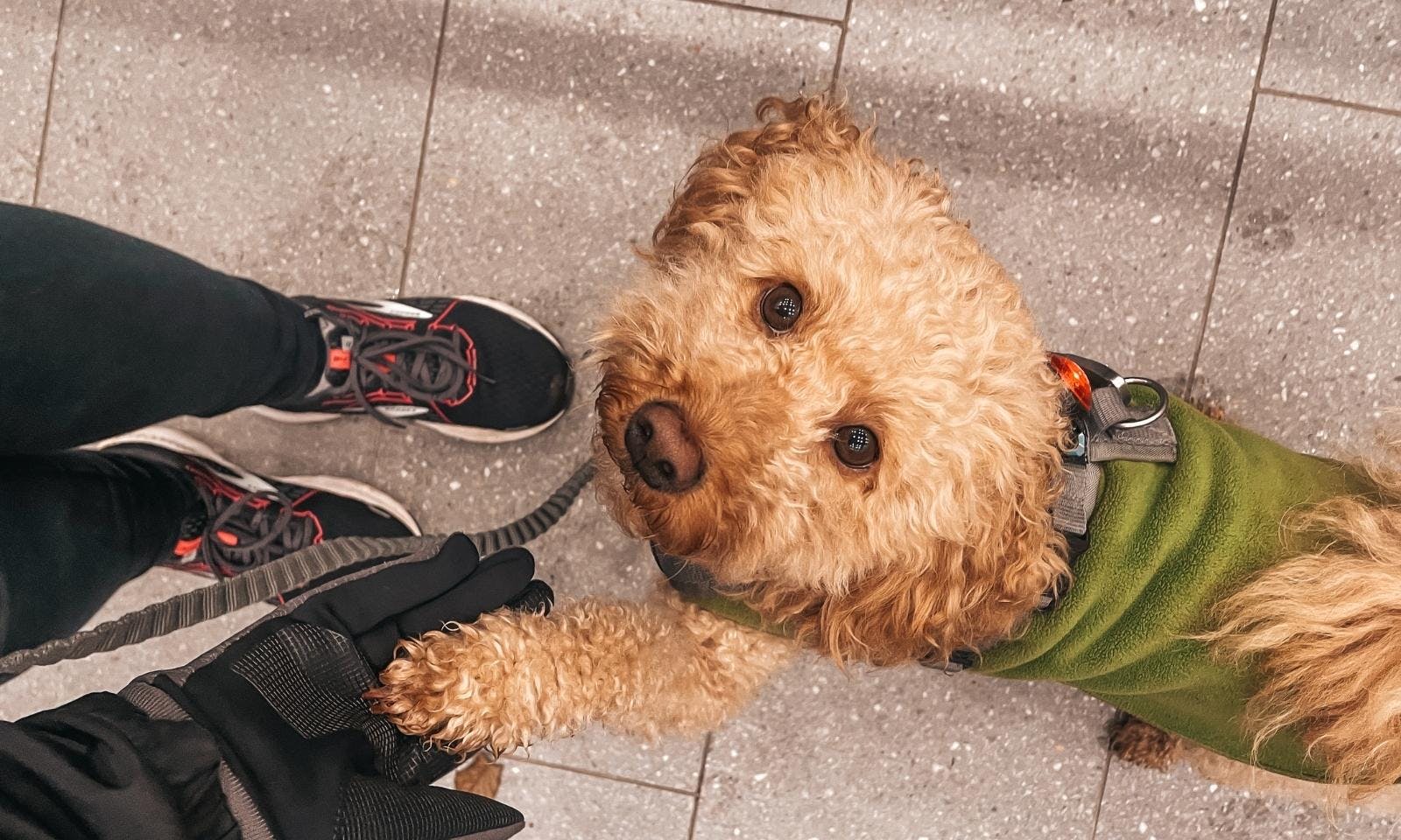 Joggen mit Goldendoodlehündin Java