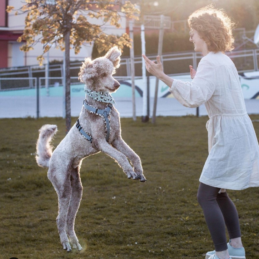 Interview über Pudel mit Steffi
