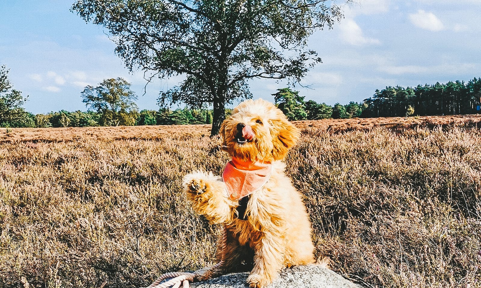 Heidschnuckenweg mit Hund
