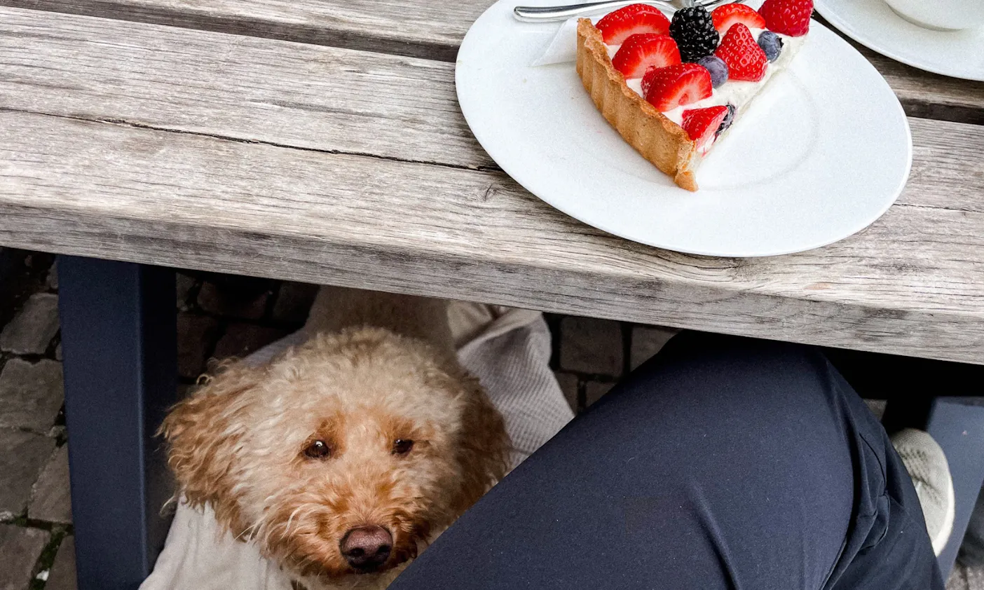 Kaiserswerth mit Hund