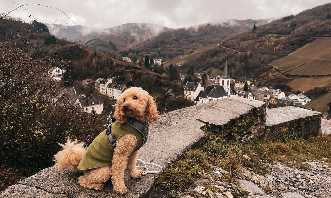 Spaziergang mit Hund in Traben Trarbach