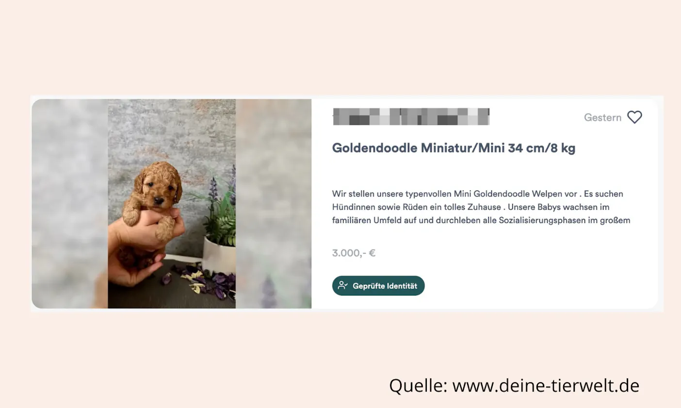 Was kostet ein Mini Goldendoodle