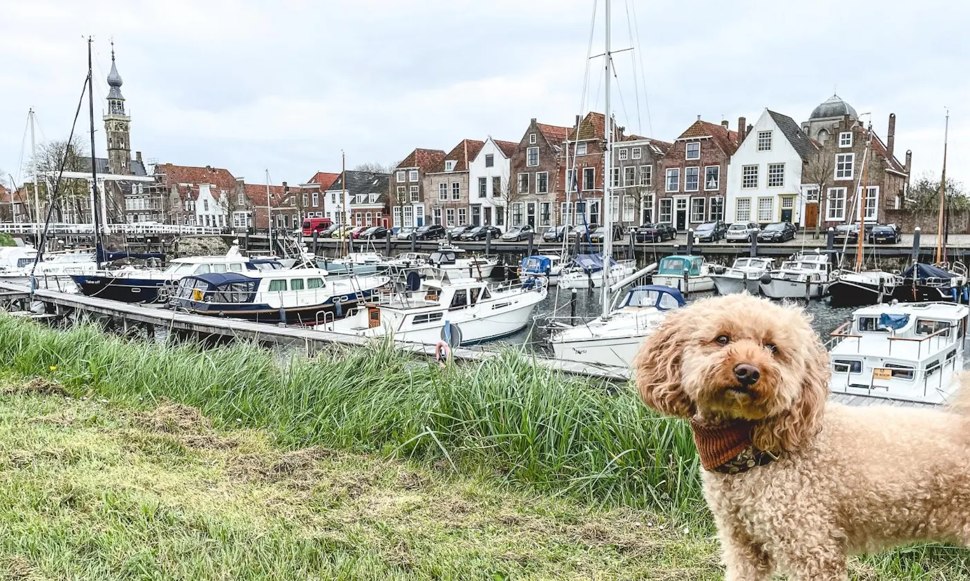 Yachthafen Veere mit Hund