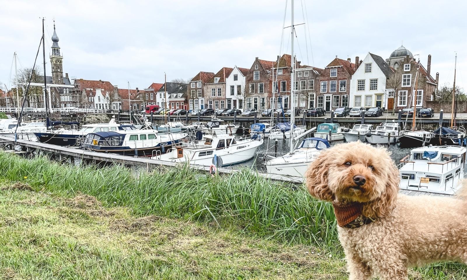 Yachthafen Veere mit Hund