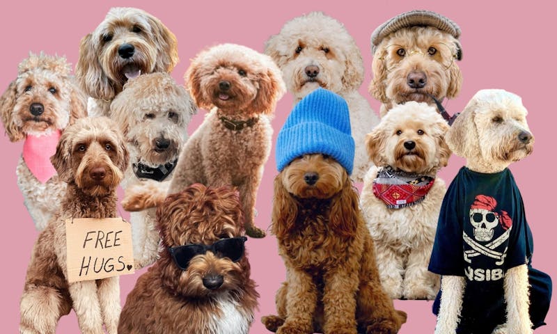 Labradoodle, Goldendoodle, Havapoo