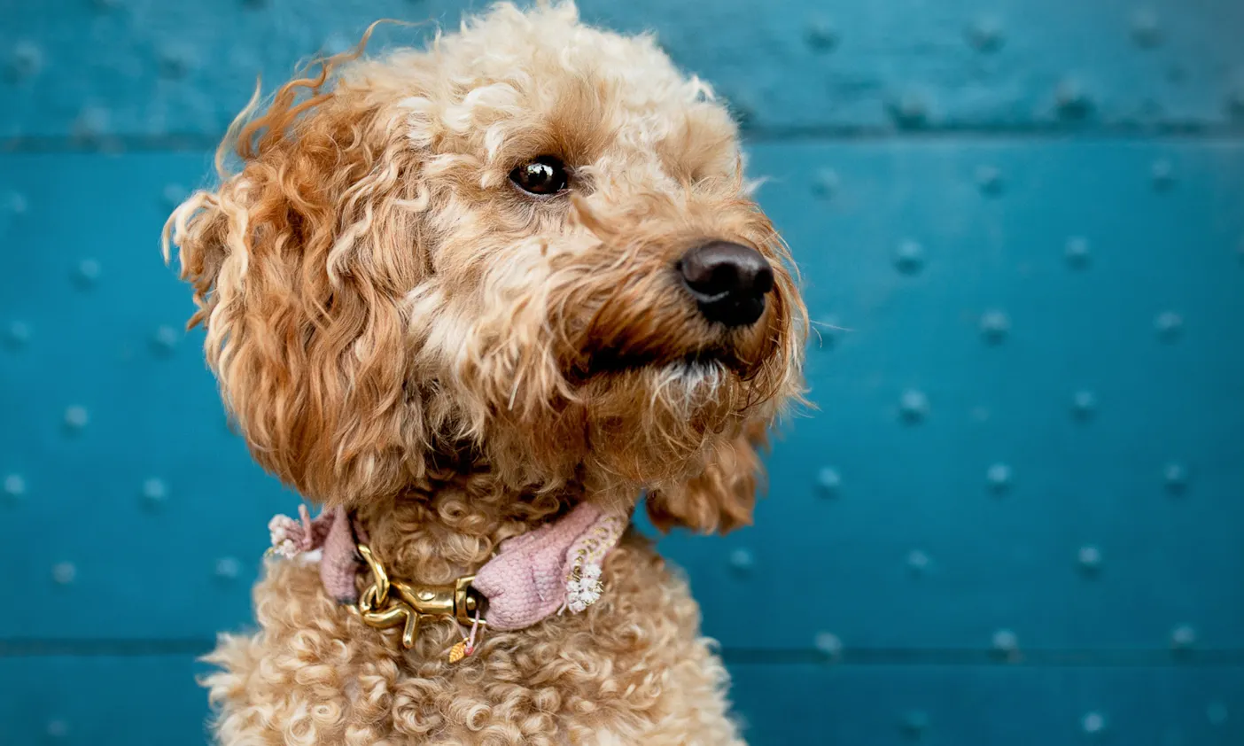Goldendoodle
