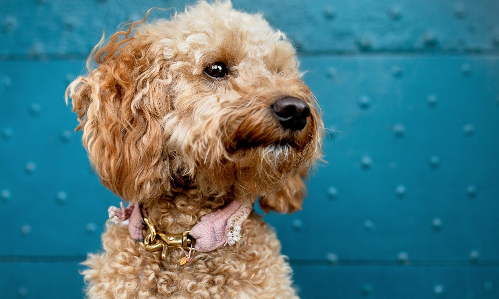 Goldendoodle
