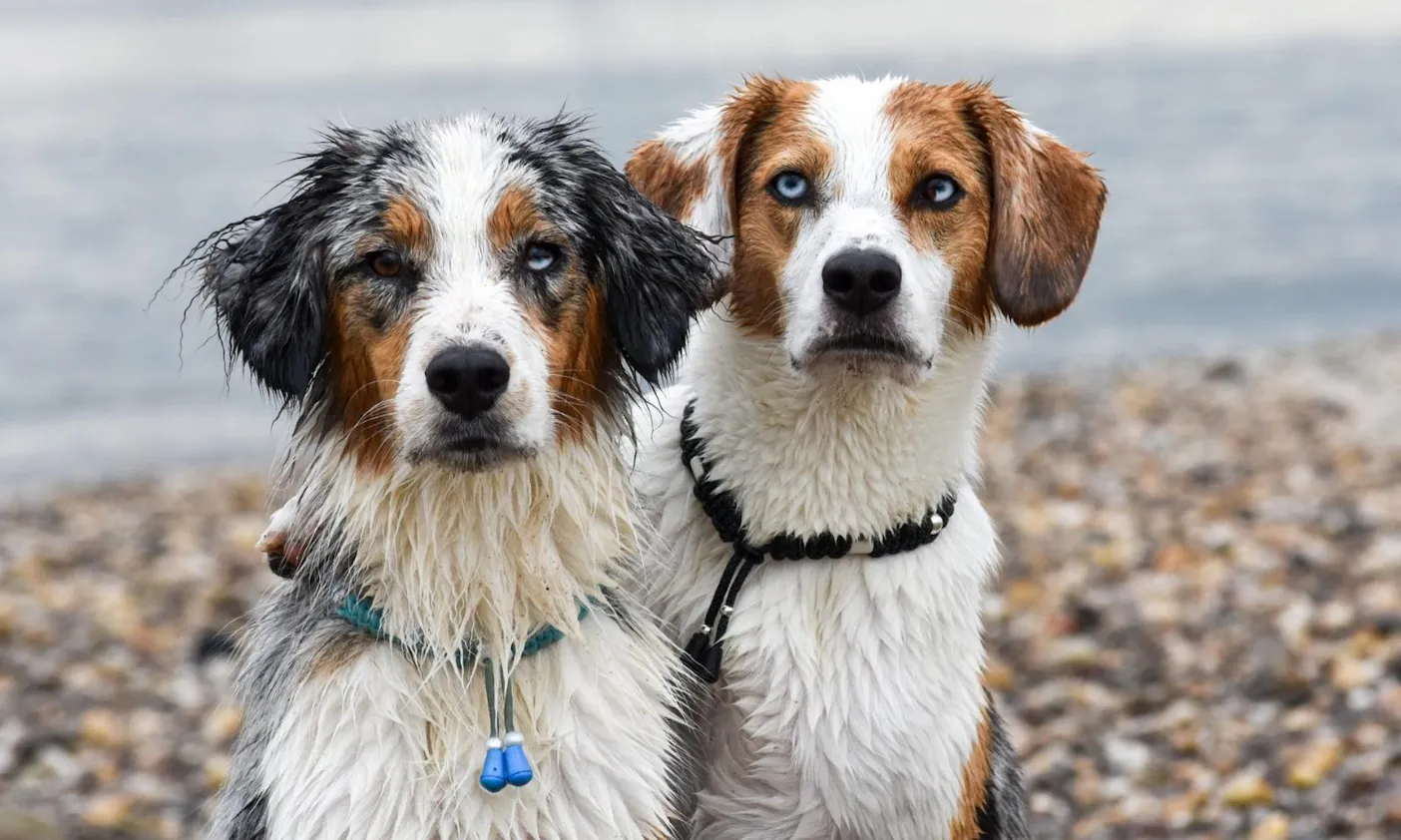 Petfluencer Herzenshündinnen in den Niederlanden