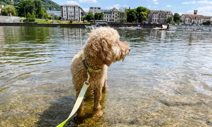 vegane Hundeleine von Hundeklunker