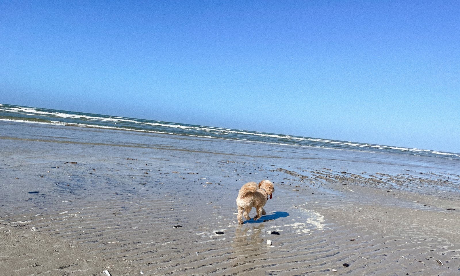 Hundefreundlicher Strand in Blåvand in Dänemark