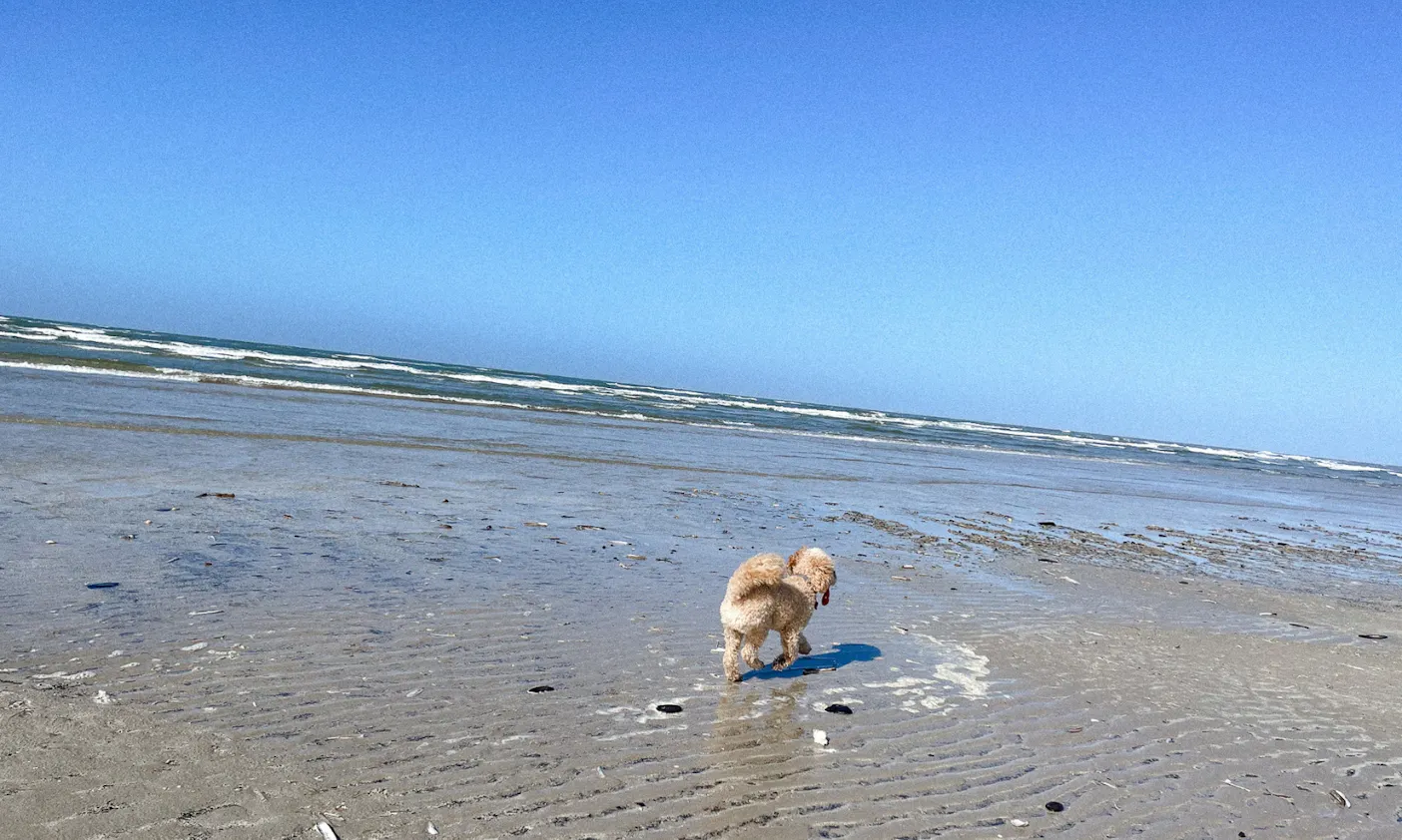 Hundefreundlicher Strand in Blåvand in Dänemark