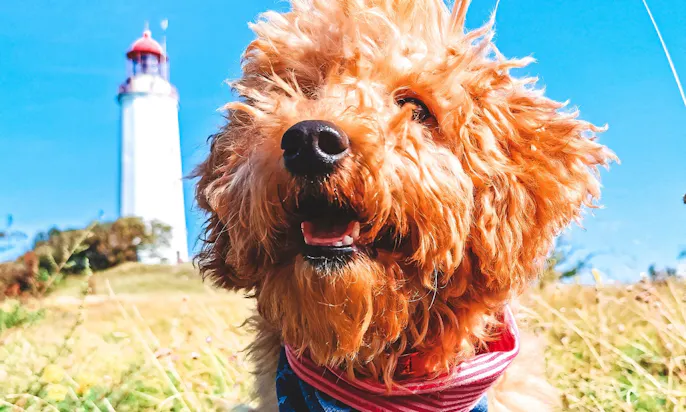 Goldendoodle im Urlaub auf Rügen