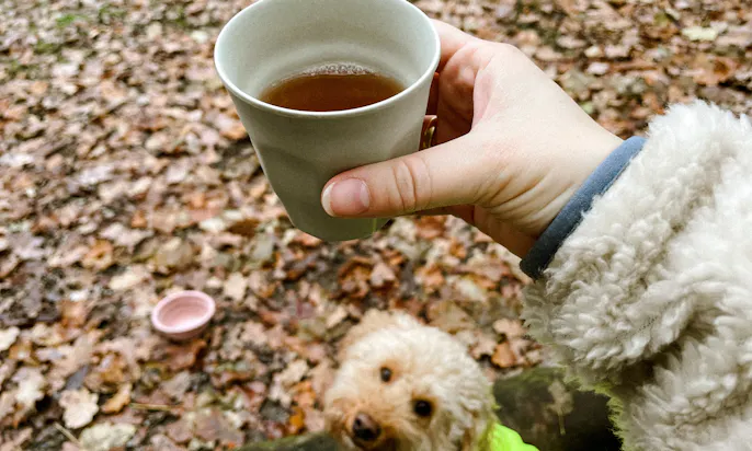 Winterwanderung mit Hund