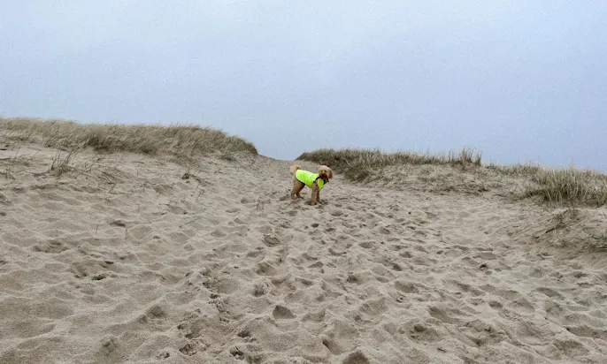 Hundefreundlicher Strand in Blåvand in Dänemark
