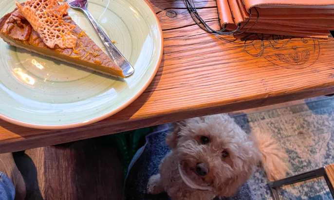 Roasted Coffeebar in Düsseldorf Pempelfort mit Hund
