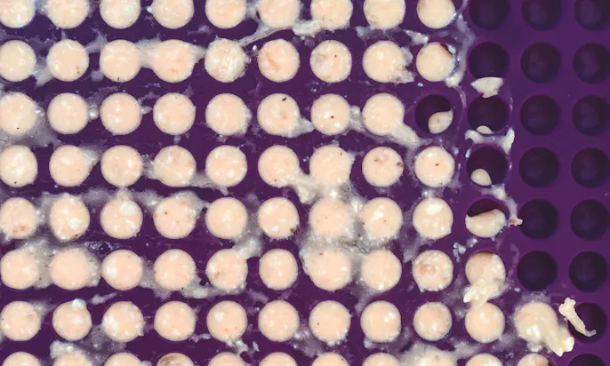 Hundekekse backen in der Backmatte