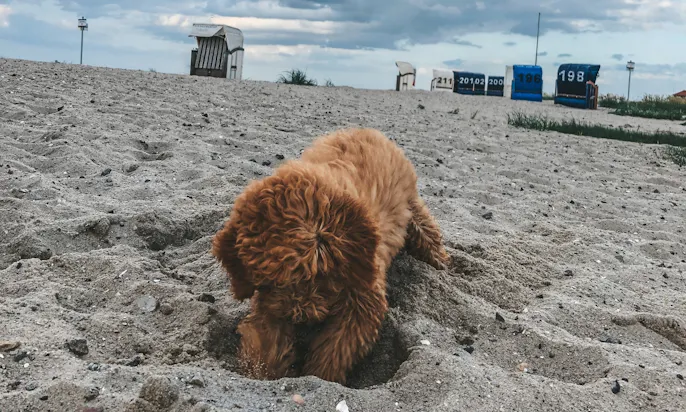 Hundestrand Hooksiel in Ostfriesland