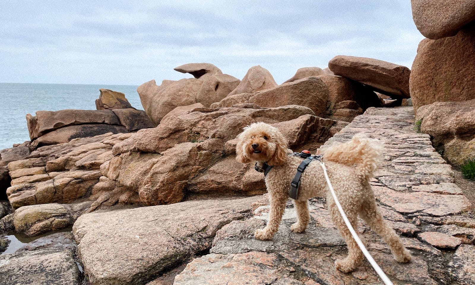 Pudel im Hundegeschirr von Anny-X in der Bretagne