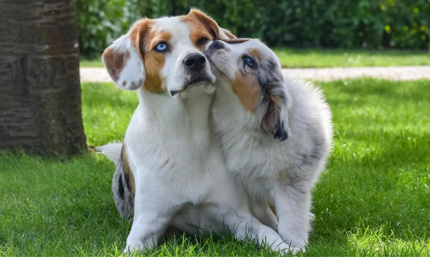 Mehrhundehaltung