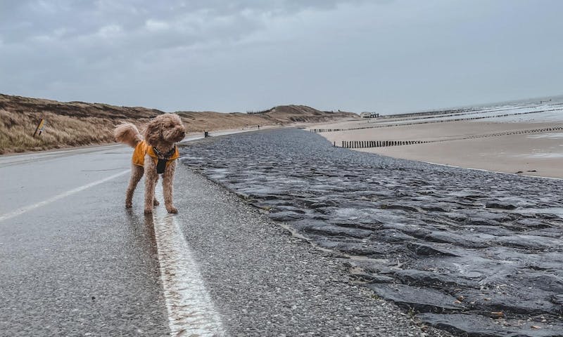 Unterwegs mit Hund: Ein Regenmantel für Hunde ist immer mit dabei