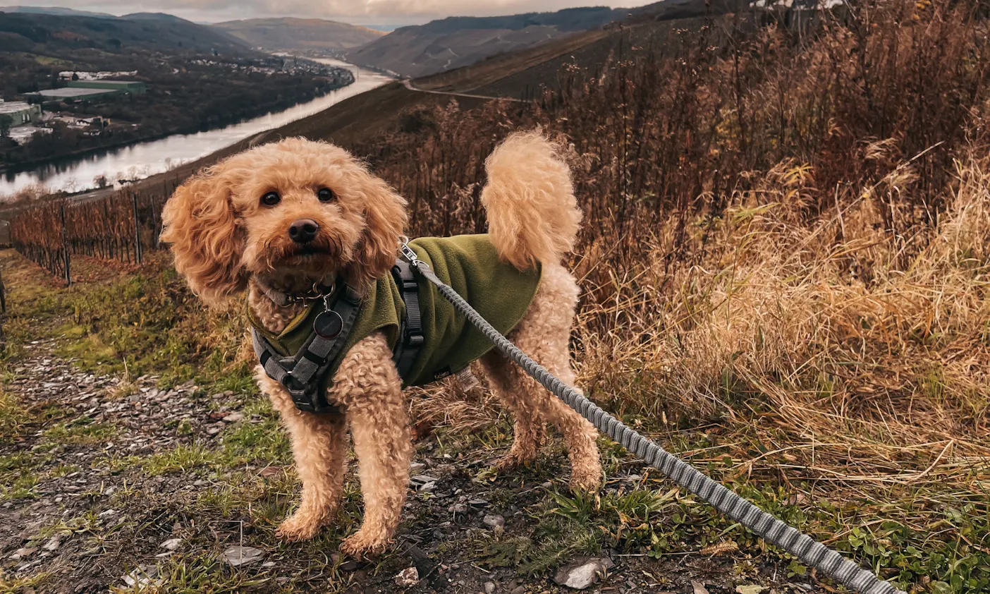 Winterwandern mit Hund als Weihnachtsmarktalternative
