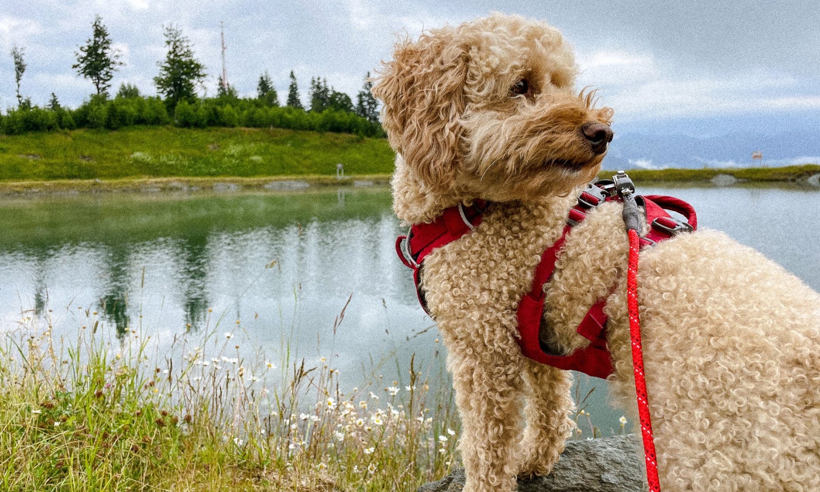 Hund steht neben einem Bergsee am Wildenkaiser in Tirol