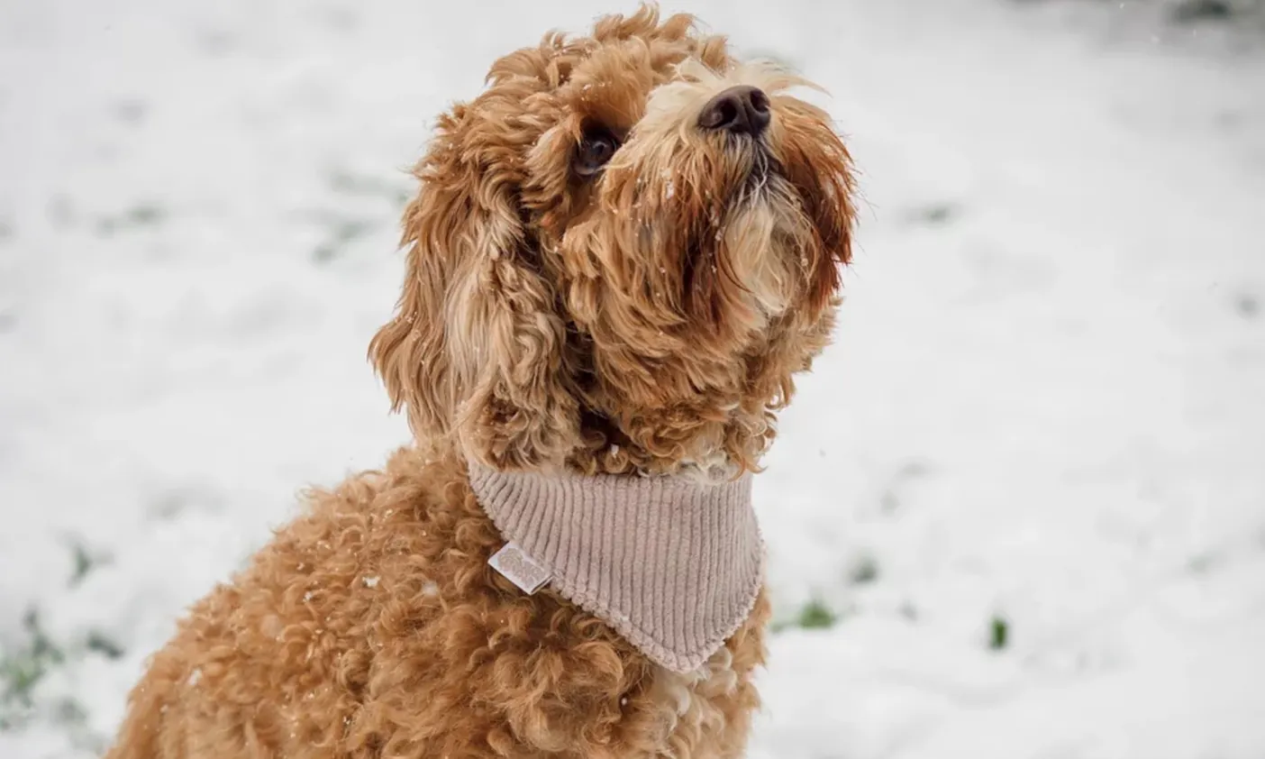 Apricotfarbene Cavapoohündin mit Bandana