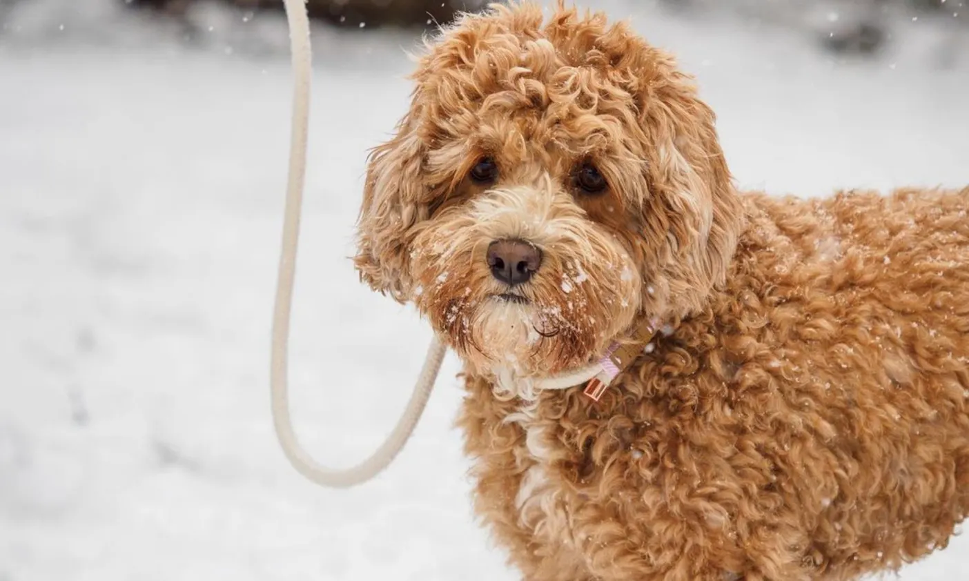 Cavapoo-Hündin Lotti in apricot