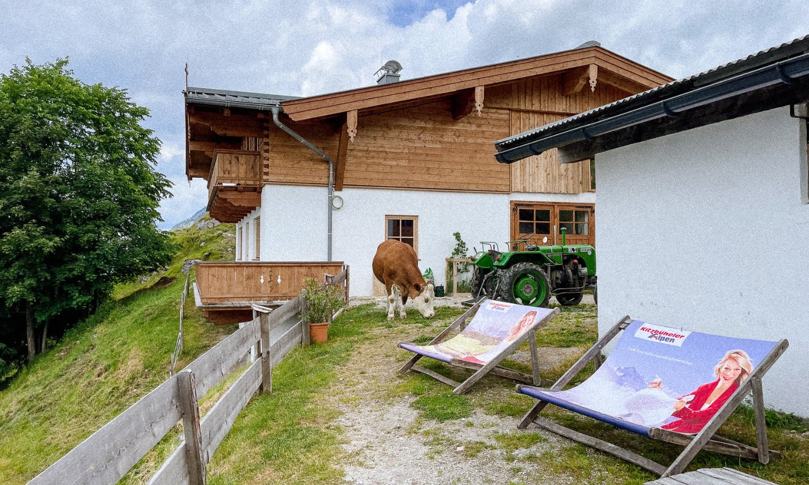 Kuh auf der Huberalm in Tirol