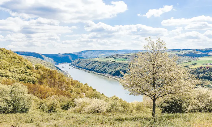 Rheinsteig von Nordrhein-Westfalen mit Hund