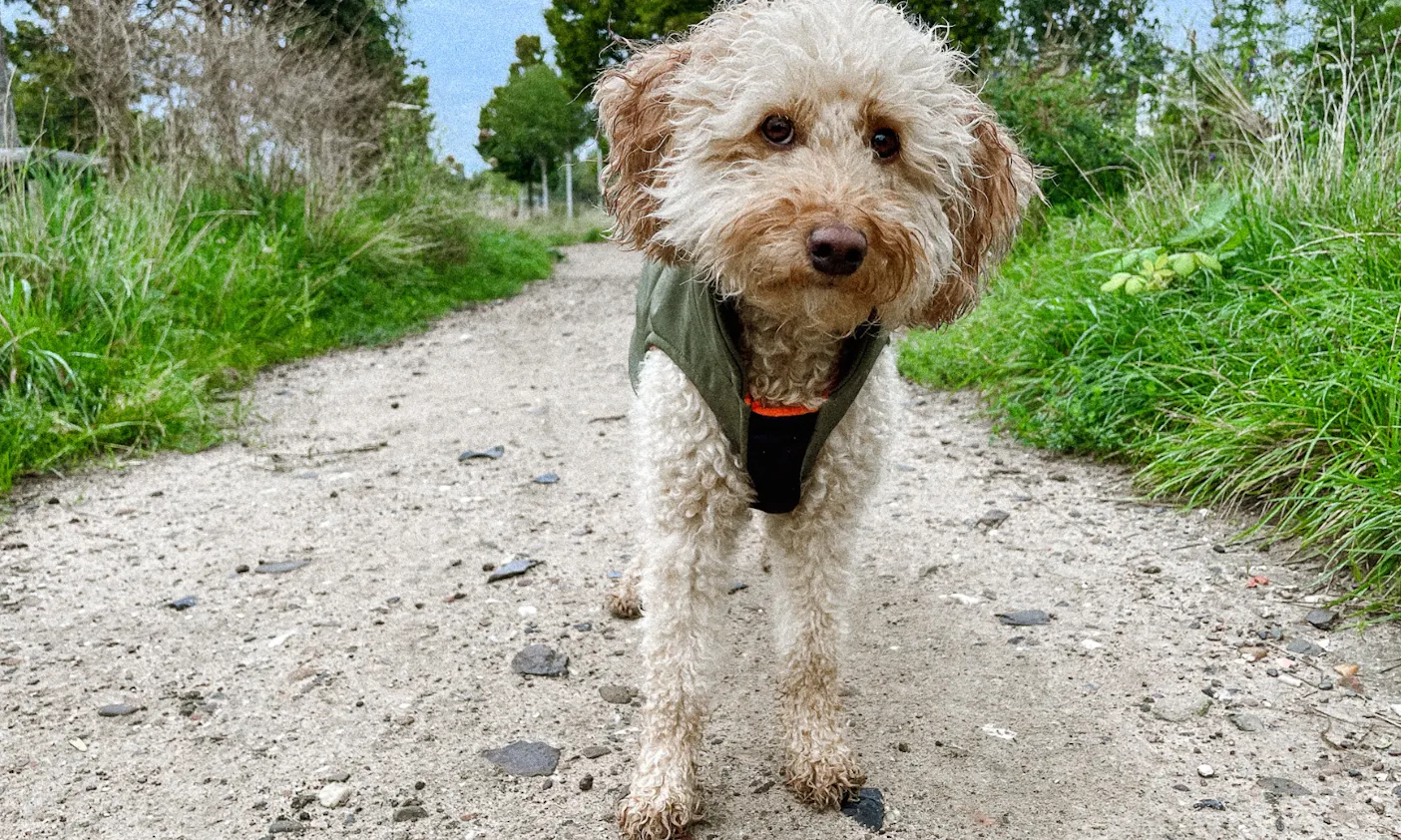 Wintermantel für Pudelmischlinge, maßangefertig in Neon-Fleece von Goldhund