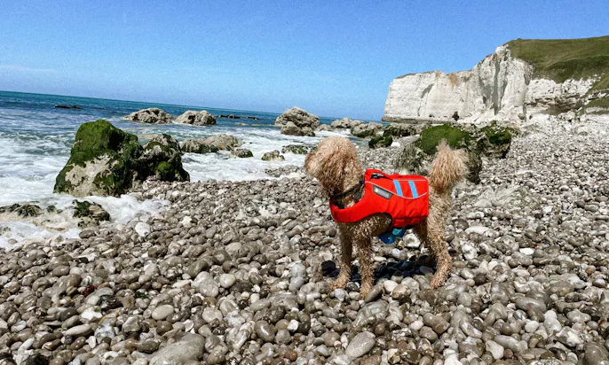 Ein Hund an einem Strand mit einer Ruffwear Schwimmweste