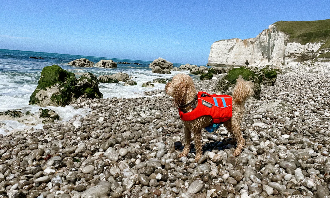 Hund mit Ruffwear Schwimmweste am Rhein