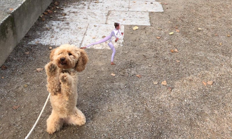 Düsseldorf mit Hund: Hofgarten zur AR Biennale