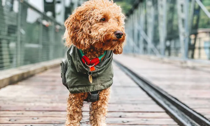 Regenmantel für Goldendoodles