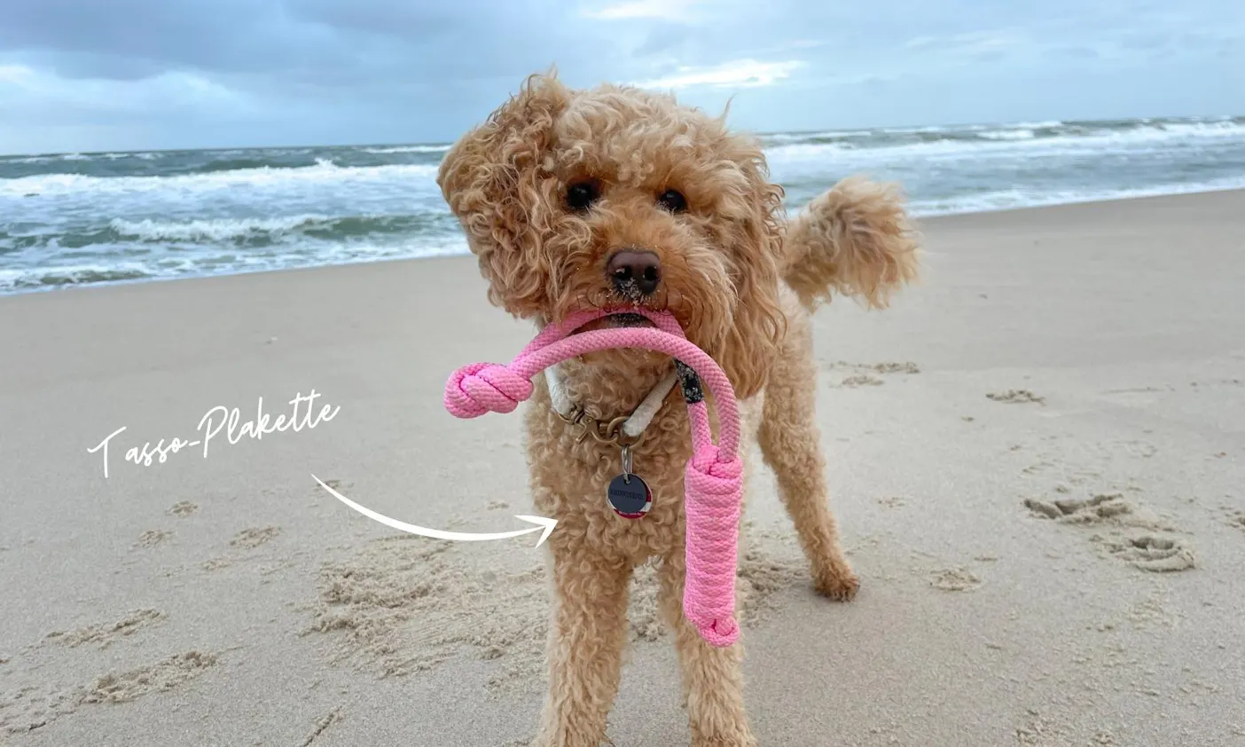 Tasso-Palette für kleine Hunde (Goldendoodle Java)