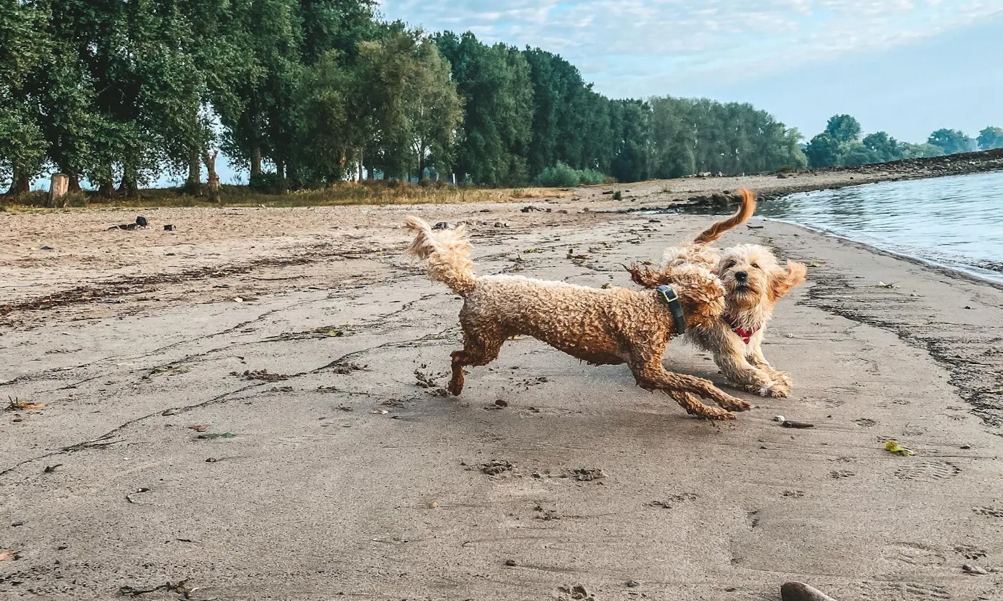 Hundefreundliche Stadt Düsseldorf