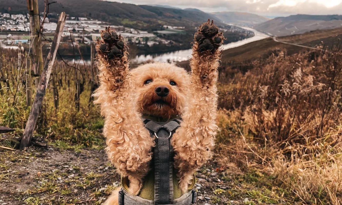 Pudel im Winter beim Wandern in der Mosel
