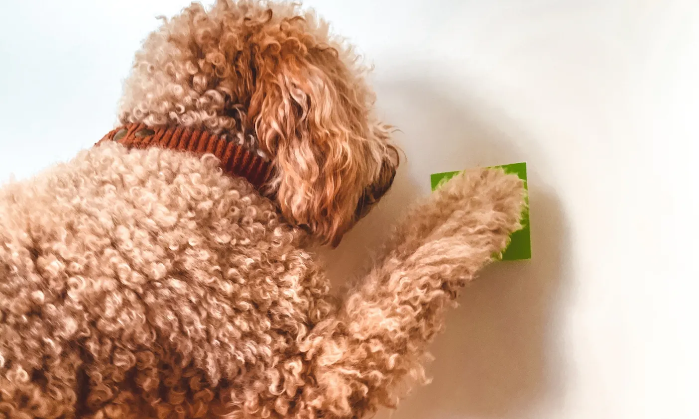 Goldendoodle Java lernt Hundetricks