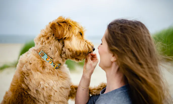 Goldendoodle Willi ist das Gesicht der Solinger Hundemanufaktur Willi Wiggle